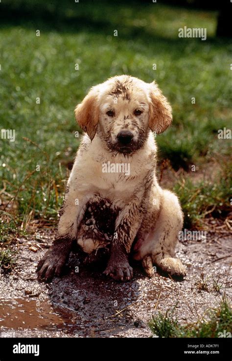 Golden Retriever Dog Puppy In Mud Stock Photo 2488304 Alamy