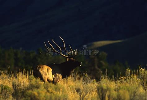 Bull Elk Bugling stock photo. Image of hunting, bull - 11969302