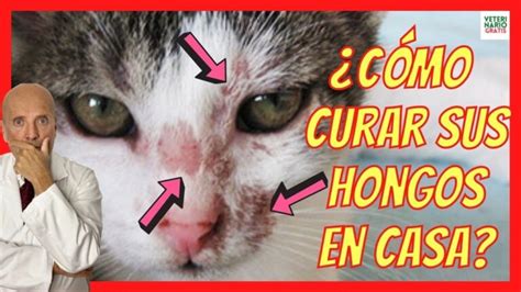 Tu gato tiene hongos en la piel Descubre cómo tratarlos Actualizado