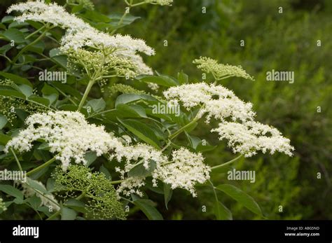 White Flowers Of Elder Tree Caprifoliaceae Sambucus Nigra Europe Asia