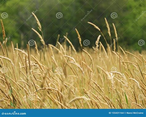 Timothy Field Grass Crop Grows In Nys Summer Sunshine Stock Photo