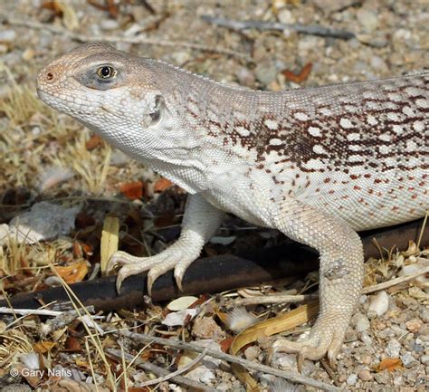 Northern Desert Iguana Dipsosaurus Dorsalis Dorsalis