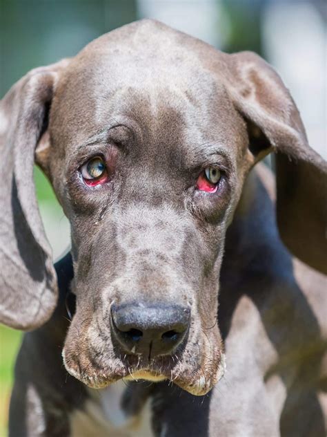 Bad Great Dane Breeders Hello Danes