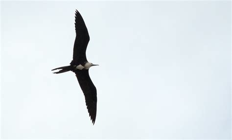 Female Magnificent Frigatebird Fregata Magnificens Rio Flickr