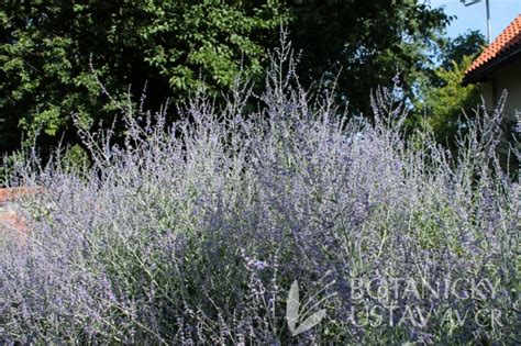 Perovskia Atriplicifolia Lacey Blue Perovskie Lebedolist