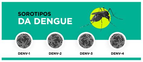 Verdadeiro ou falso Tire suas dúvidas sobre a dengue e o Aedes no