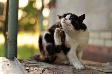 Grasmilben Bei Katzen Symptome Behandlung Hausmittel