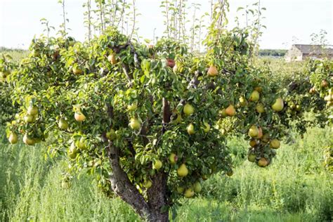 Hoe Een Perenboom Planten In Welke Grond En Wanneer