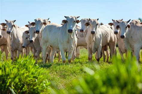 Agropecuária no Brasil principais características e importância