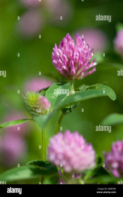 Trifolium Pratense Roter Wiesen Klee Meadow Clover Stock Photo Alamy