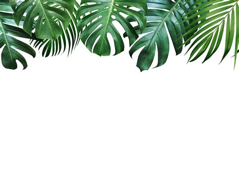 Jungle Plants Wallpapers - Top Free Jungle Plants Backgrounds ...