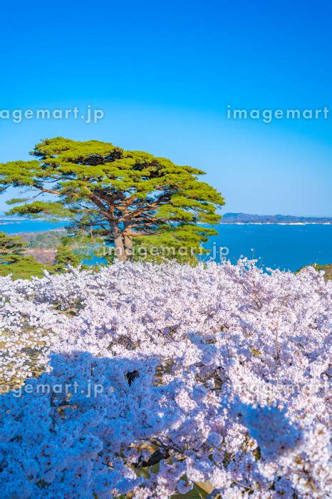 日本三景・松島 西行戻しの松公園 春 桜 松島湾（宮城県松島町）の写真素材 224144944 イメージマート