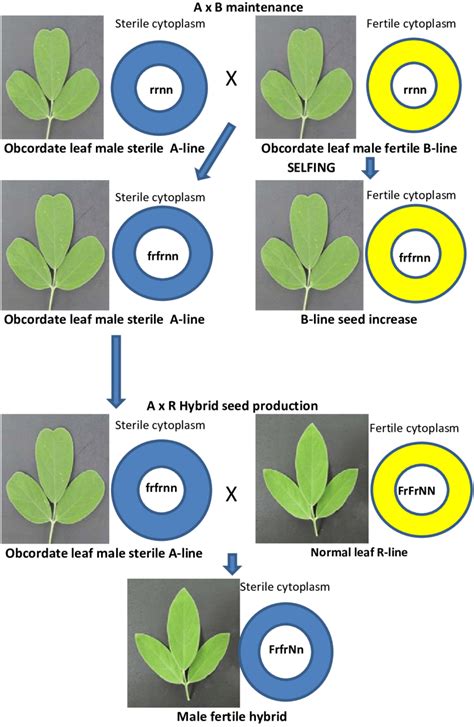 Schematic Representation Of Hybrid Seed Production Activity With Download Scientific Diagram