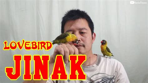 Plays With Tame Lovebird Youtube