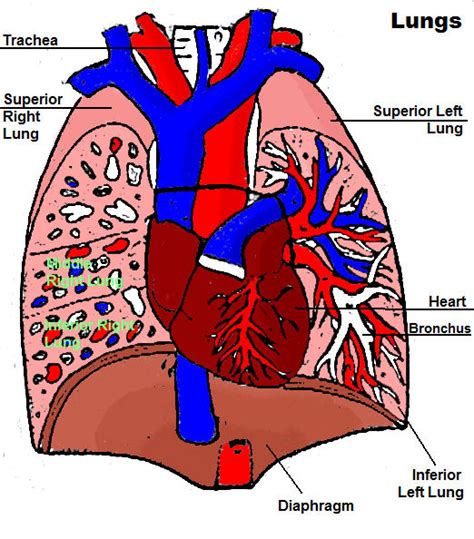 Biology Diagram 7 by YellowVraptor on DeviantArt