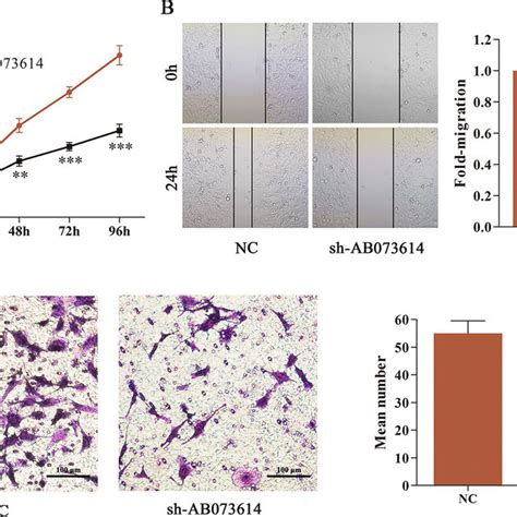 Silencing Ab073614 Suppressed Cell Proliferation Migration And