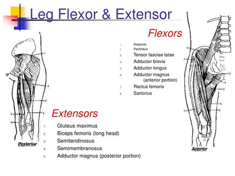 Ppt Musculoskeletal Anatomy Quiz Powerpoint Presentation Free