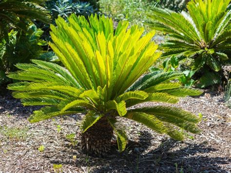 Root And Crown Rot Of Sago Palms Treating Sago Palm Rot Diseases