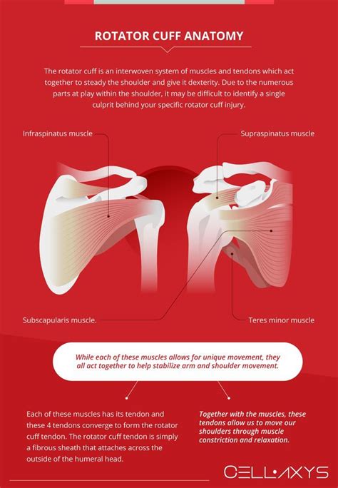 Hip Labrum Tears How To Treat Without Surgery Artofit