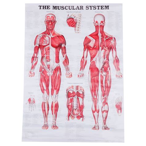 Anatomical Poster Muscular System Muscle Anatomy Chart Wall Hanging