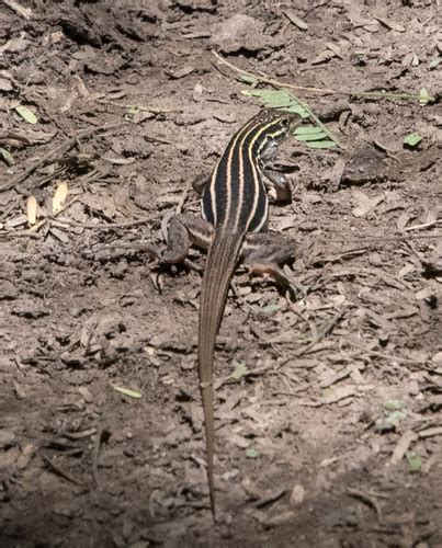 Desert Grassland Whiptail Lizards Of Highlands Center For Natural