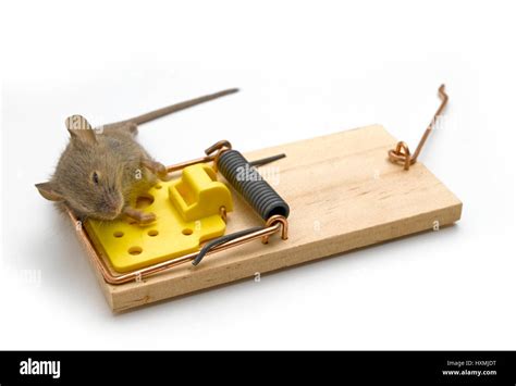 Used Mousetrap Stock Photo Alamy