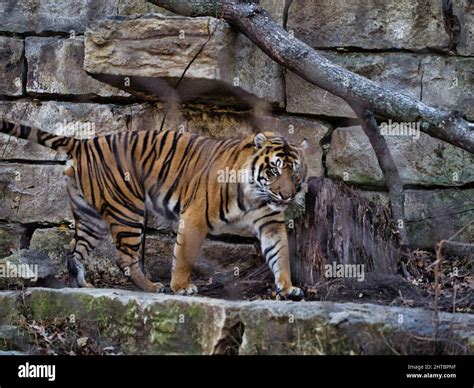 Sumatran Tiger At The Kansas City Zoo Stock Photo Alamy
