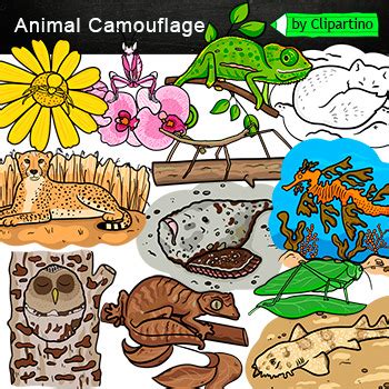 Animal Camouflage Clipart Commercial use/ Animal Adaptations Clip Art