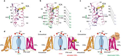 Allosteric Inhibition Mechanism For Modulation Of Nav By Ica Ac