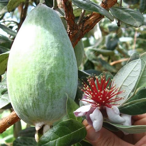 Ef 12313193 Pineapple Guava Feijoa Acca Sellowiana Valentine E Shop