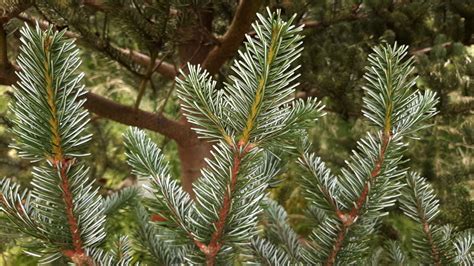 Abies Delavayi Trees And Shrubs Online