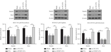 Mda Mb Derived Evs Carrying Mir P Targeted Btbd And Activated