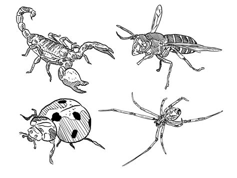 Set Of Sketch And Hand Drawn Insect And Bug Scorpion Bee Ladybug And