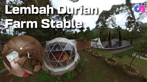 Menikmati Durian Sambil Berwisata Di Lembah Durian Farm Stable