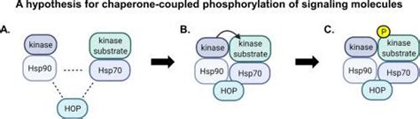 细胞信号传导和癌症中的热休克蛋白biochimica Et Biophysica Acta Bba Molecular Cell