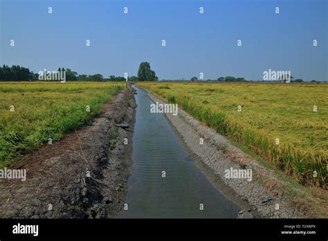 Earth Ditch Irrigation Canal Feeding Water To Paddy Fields Large Flat Wet Green Rice Paddy