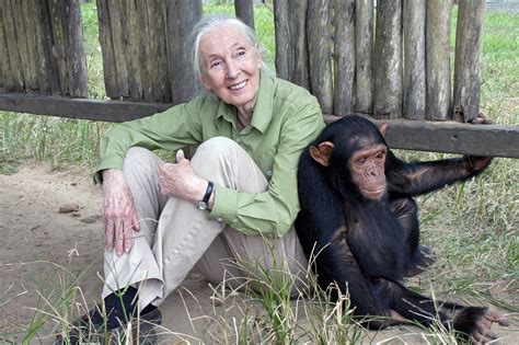 War For The Planet Of The Apes Teams Up With Jane Goodall Popspective