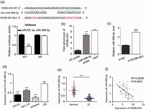 HOXB AS3 Targets MiR 498 5p In Endometrial Carcinoma EC Cells A