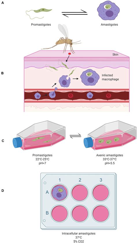 Leishmania Tropica Life Cycle