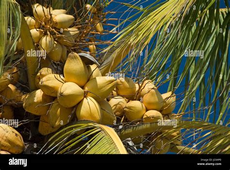 Cuba The Caribbean Coconut Tree Cocos Nucifera Coconuts Kuba