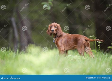 Cute Irish Setter Puppy Irish Red Setter Red Dog Irish Setter Royalty