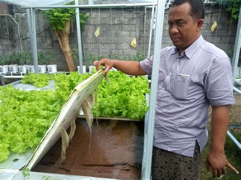 Uniknya Kebun Hidroponik Tenaga Surya Di Noja Bali