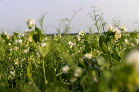 Un Campo Agr Cola Donde Crecen Los Guisantes Verdes Durante La