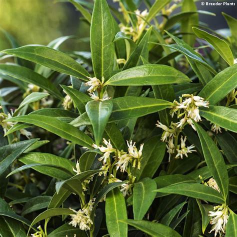 Sarcococca Hookeriana Varhumilis Fragrant Valley Arbuste Persistant