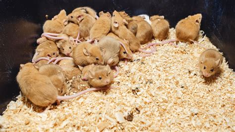 The Pros and Cons of Breeding Your Own Mice - Vision Products