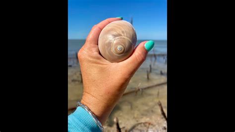 How To Identify MOON SNAILS Shelling Tips In The Ten Thousand Islands