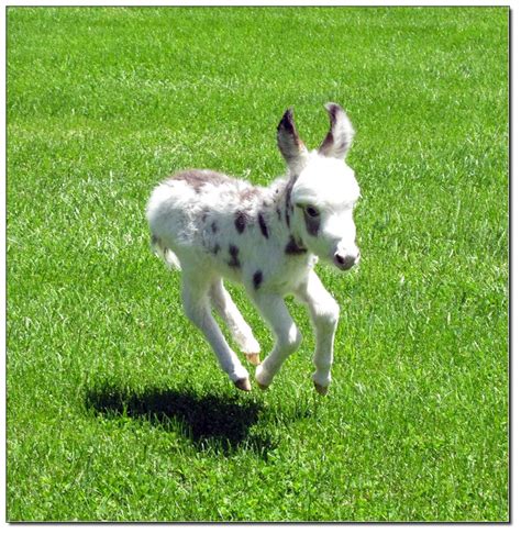 2017 Miniature Donkey Foals - Miniature Donkeys at The Elms Farm