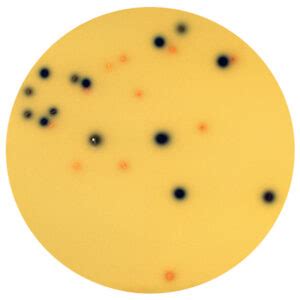 Chromogenic Coliform Agar Biolife Cromogeni