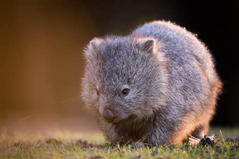 Wombat Sean Crane Photography