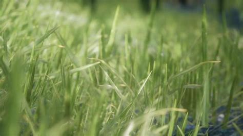 Grass Animation Stock Video Footage for Free Download